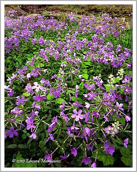 450664   Wild geraniums, a verticle view